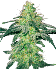 Sensi Seeds Cannabis Seeds White Skunk Feminized by White Label, 3-10 db