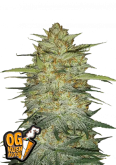 Fast Buds Żrieragħ tal-Kannabis OG Kush Auto