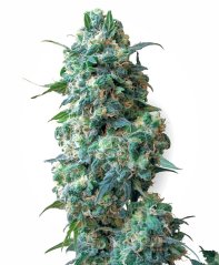 Sensi Seeds Żrieragħ tal-Kannabis Afghan Kush Regolari permezz ta' White Label, 10 pcs