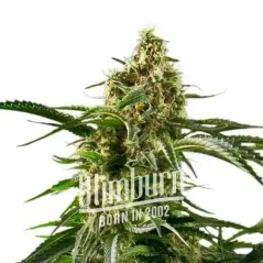 Blimburn Seeds კანაფის თესლის დაბადების დღის ტორტი ფემინიზებული