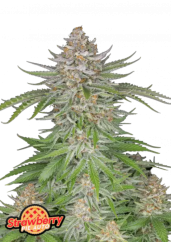 Fast Buds Żerriegħa tal-Kannabis Strawberry Pie Auto