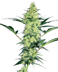 Sensi Seeds Cannabis Seeds White Diesel Feminized by White Label, 3-10 ks