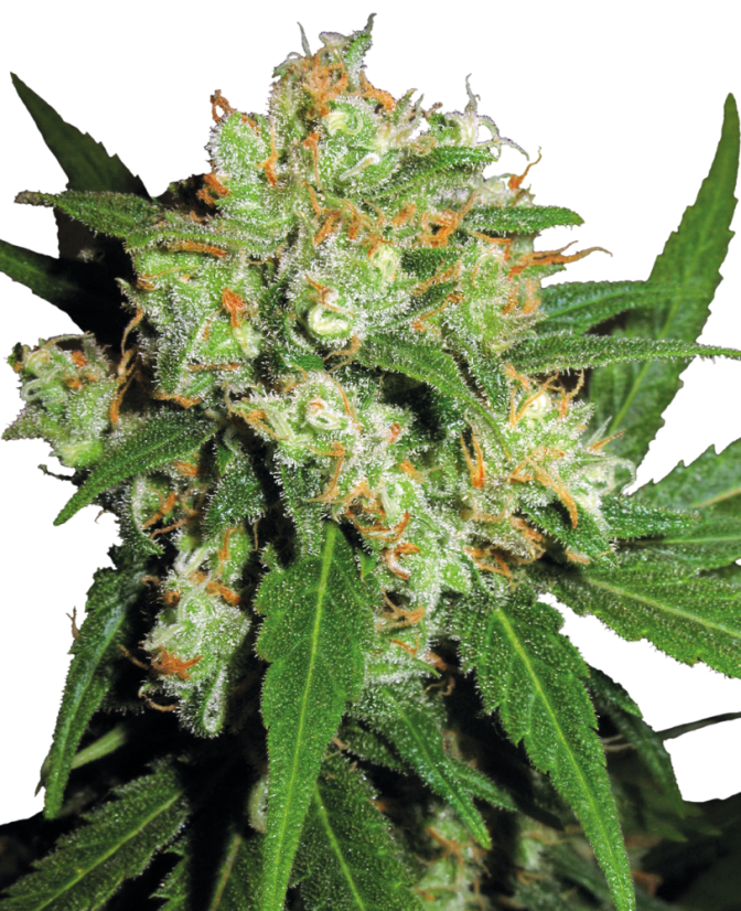 Sensi Seeds Cannabisfrön Sensi Skunk® Feminized, 3-25 st