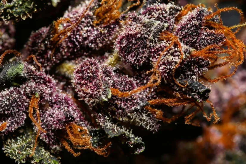 Fast Buds Żrieragħ tal-Kannabis Crystal Meth Auto