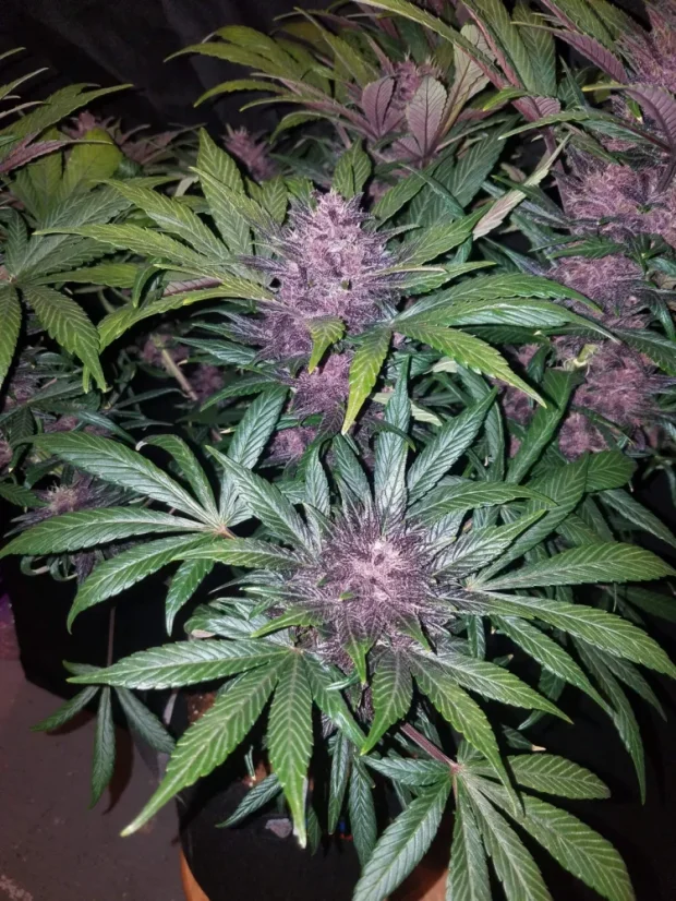 Fast Buds Kanepiseemned Blackberry Auto