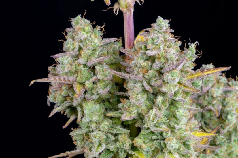 Fast Buds Cannabis Seeds Kāzu siera kūka Auto