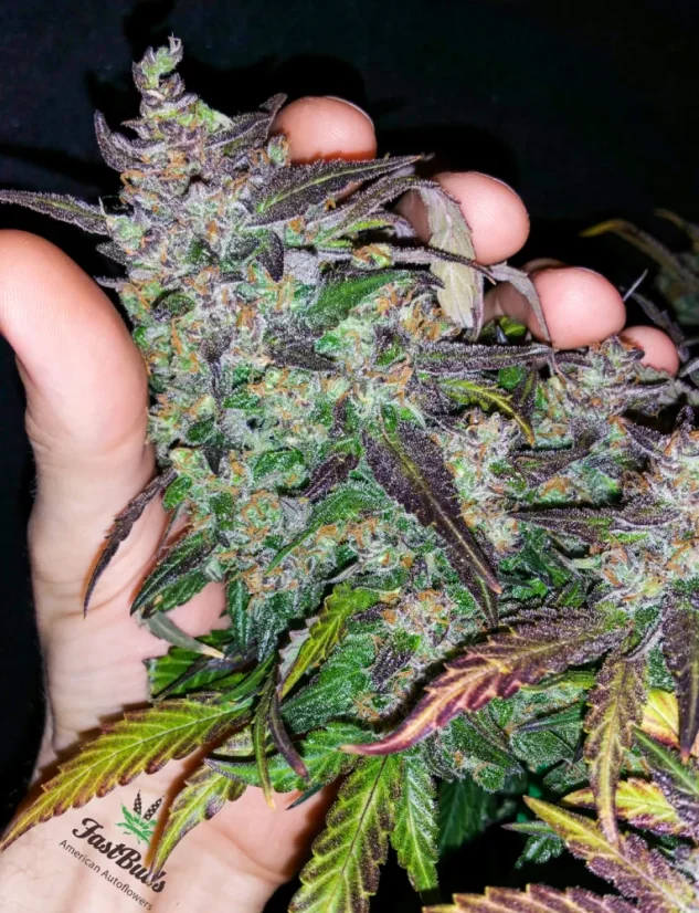 Fast Buds Sementes de Cannabis Fastberry Auto