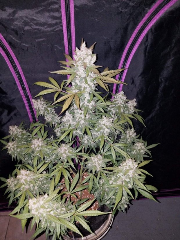 Fast Buds Cannabis Seeds Girl Scout Cookies Auto
