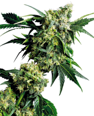 Sensi Seeds Semillas de cannabis Mr Nice G13 X Hash Plant® Regular, 10 uds.