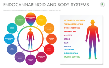 Will cannabis kick or not kick the endocannabinoid system?