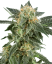 Sensi Seeds კანაფის თესლი Snow Ryder Automatic Feminized by White Label, 3-10 ც.