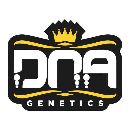 1к ОГ Кусх (феминизовано семе од DNA Genetics)