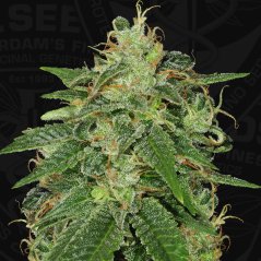 T.H.Seeds™ Cannabis Seeds SAGE™, olika förpackningar, feminiserade