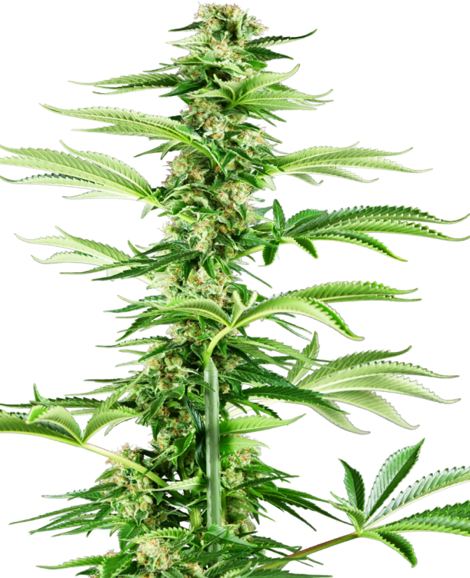 Sensi Seeds Σπόροι Κάνναβης Honey Melon Haze Feminized, 3-10 τμχ