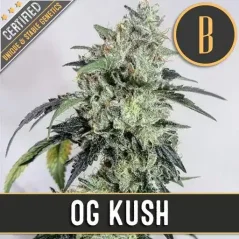 Blimburn Seeds Cannabisfrø OG Kush feminisert