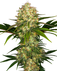 Sensi Seeds Cannabisfrø Afghani #1 vanlige, 10 stk