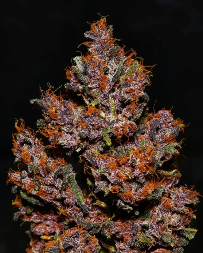 Fast Buds Cannabis Seeds Crystal Meth Auto