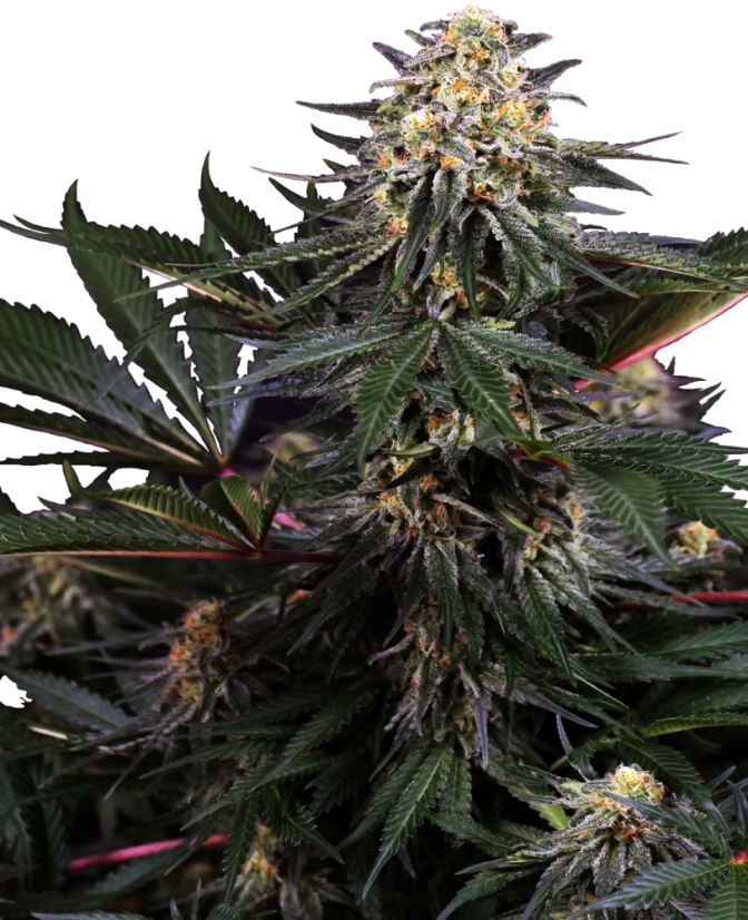 Sensi Seeds Cannabisfrø Lockdown Kush feminisert, 3-10 stk