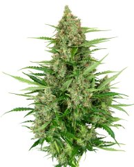 Sensi Seeds Семенке канабиса Доубле Кусх Цаке Аутоматиц Феминизед, 3-10 ком.