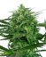 Sensi Seeds Żerriegħa tal-Kannabis Sensi Amnesia® Femminizzati, 3-10 pcs