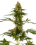 Sensi Seeds კანაფის თესლი Blue Bullet Automatic® Feminized, 3-10 ც.