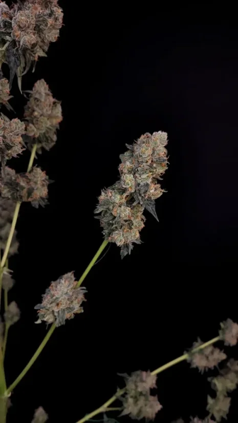 Fast Buds Żerriegħa tal-Kannabis Northern Lights Auto