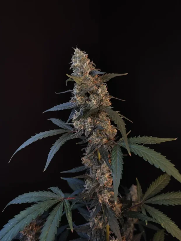 Fast Buds Cannabis Seeds BubbleGum Auto