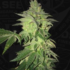 T.H.Seeds™ Cannabis Seeds Shiloh Z, 5+1 Pack, feminized