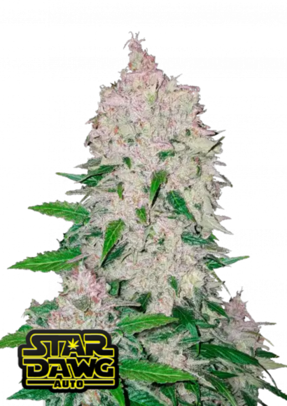 Fast Buds Żerriegħa tal-Kannabis Stardawg Auto