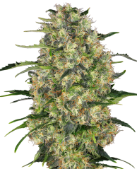 Sensi Seeds კანაფის თესლი Black Domina® Regular, 10 ც.