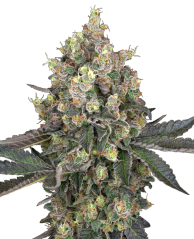 Sensi Seeds Cannabis Seeds Sweet Berry Breeze Feminized by White Label, 3-10 gab.