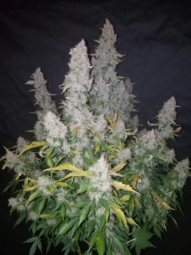 Fast Buds Cannabis Seeds Stardawg Auto