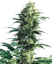 Sensi Seeds Cannabis Seeds Mother's Finest® Regular, 10 τεμ.