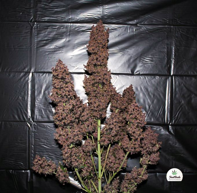 Fast Buds Cannabis Seeds C4 Auto
