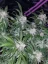 Fast Buds 420 Cannabis Seeds Tangie Auto