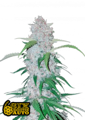 Fast Buds Kanepiseemned Six Shooter Auto