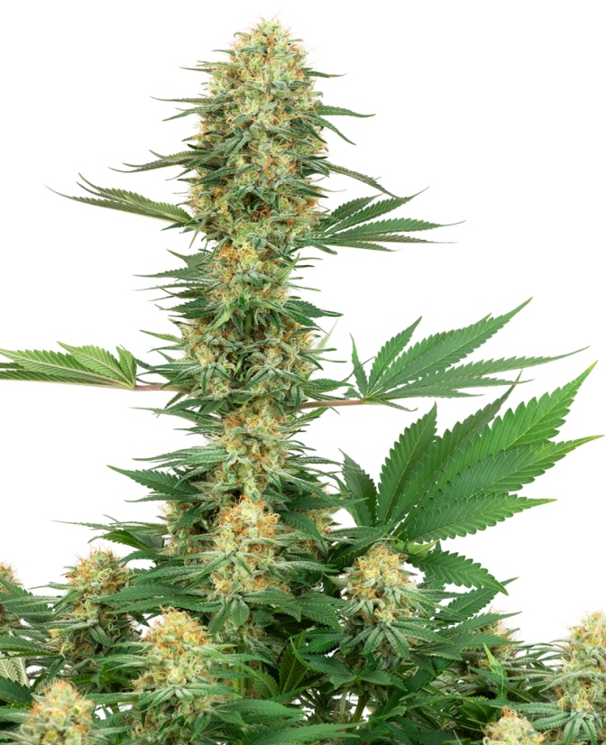 Sensi Seeds Semillas de cannabis Gelato #420 Feminizadas de White Label, 3-10 uds.