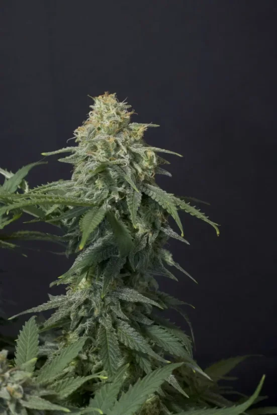 Fast Buds 420 Cannabis Seeds Wedding Cheesecake FF