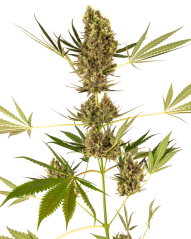 Sensi Seeds Kaņepju sēklas Alpine Delight CBD® Automatic Feminized, 3-10 gab.