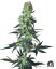 Sensi Seeds კანაფის თესლი Amnesia White Regular by White Label , 10 ც.