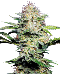 Sensi Seeds კანაფის თესლი Sensi Skunk Automatic® Feminized, 3-10 ც.