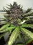 Semi di cannabis Fast Buds C4 Auto