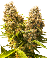 Sensi Seeds Hạt giống cần sa Banana Kush Cake Automatic Feminized, 3-10 chiếc