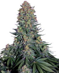 Sensi Seeds კანაფის თესლი Blue Skunk® ფემინიზირებული, 3-10 ც.