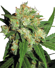 Sensi Seeds Sementes de Cannabis Sensi Skunk® Feminizadas, 3-25 unidades