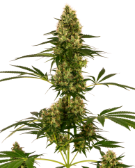 Sensi Seeds Cannabisfrø Blue Bullet Automatic® feminisert, 3-10 stk.