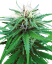 Sensi Seeds Cannabis Ruderalis Indica® Regular, 10 tk