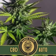 Blimburn Seeds Kaņepju sēklas Mamba Negra CBD Auto