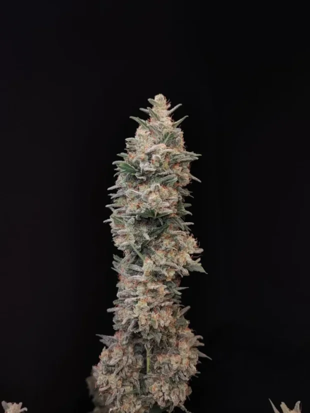 Fast Buds Kanepiseemned Chemdawg Auto