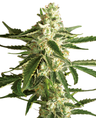 Sensi Seeds Semi di Cannabis White Diesel Haze Automatic Femminizzati di White Label, 3-10 pz